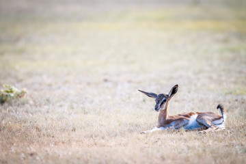 Baby Springbok laying in the grass.