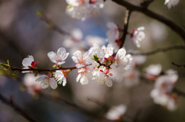 Белые цветы распускаются на дереве весной. Красивые цветы на ветках дерева в апреле. Пробуждение природы весной.