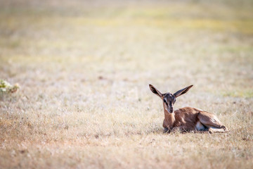 Baby Springbok laying in the grass.