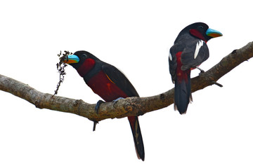 Black and red Broadbill bird