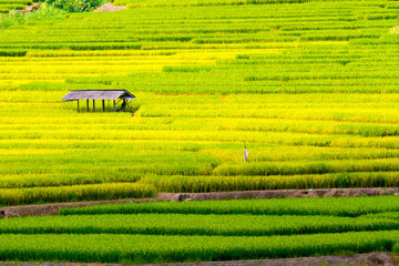 Green Rice Field in Thailand