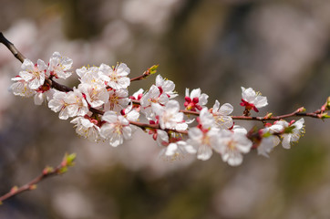 Белые цветы распускаются на дереве весной. Красивые цветы на ветках дерева в апреле. Пробуждение природы весной.