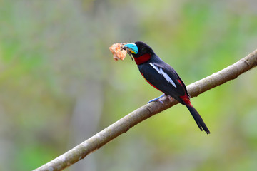 Black and red Broadbill bird