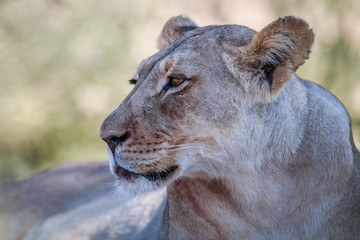 Fototapeta na wymiar Side profile of a Lioness.