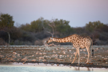 Giraffe drinking at dusk.