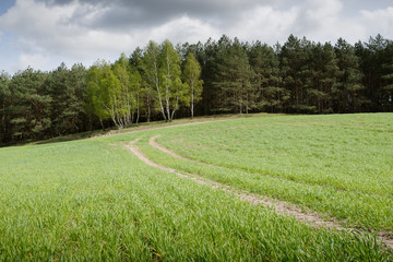 Obraz premium trees on a field in spring