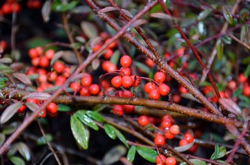 Victory Pyracantha vermelha