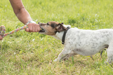 gemeinsames Spiel - Hundeführer und Jack Russell