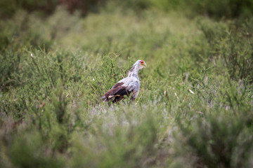 Secretary bird walking in the grass.