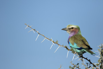 Lilac Breasted Roller.