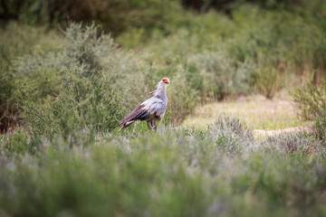 Secretary bird walking in the grass.
