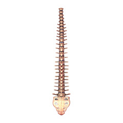 3d illustration of human vertebral column