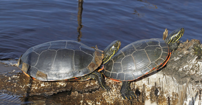Western painted turtle sunning itself on the log in Boulevard Lake, Thunder Bay; Ontario, Canada.