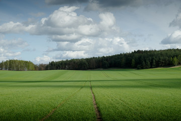 trees on a field in spring