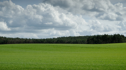 trees on a field in spring