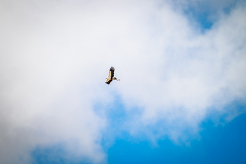 Flying Secretary bird.