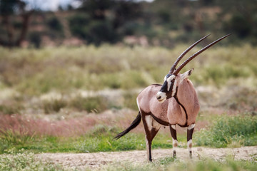 Side profile of a Gemsbok.