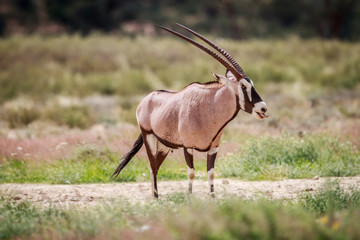 Side profile of a Gemsbok.