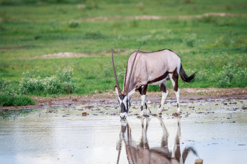 Drinking Gemsbok.