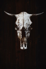 Bull's skull with horns on the background of wooden boards, trophy in wild West style - 144609367