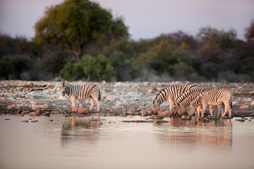 Fototapeta na wymiar Zebra's drinking at a water hole.