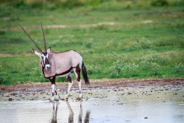 Gemsbok at a waterdam.