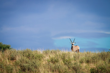 Gemsbok on a ridge.