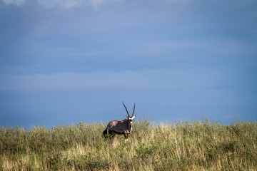 Gemsbok on a ridge.
