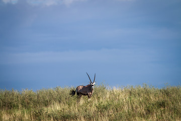 Gemsbok on a ridge.