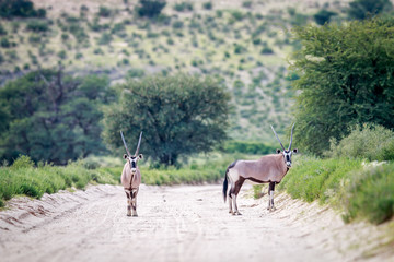Two Gemsbok on the road.