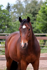 Obraz premium Portrait of beautiful brown horse in the paddock