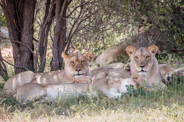 Group of Lions starring at the camera.