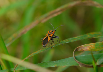A little red bug on a blade of grass.