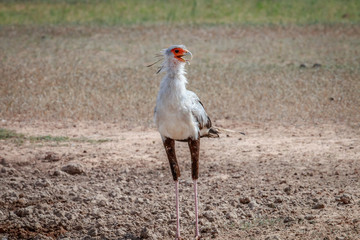 Secretary bird standing in the mud.