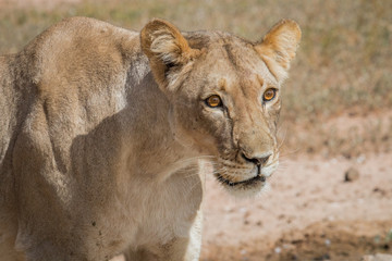 Side profile of a Lioness.