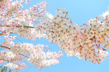 blooming pink Cassia bakeriana Craib flower. pastel filter.
