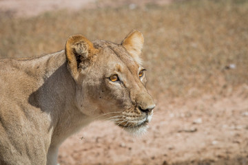Side profile of a Lioness.