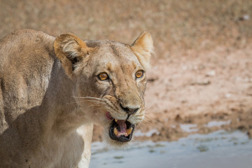 Growling Lioness.