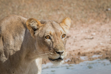 Side profile of a Lioness.