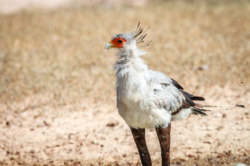 Secretary bird in the grass.