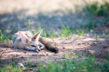 Cape fox laying in the sand.