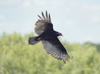 Turkey Vulture