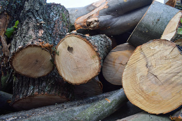 Wood raw materials. Logs. Wood