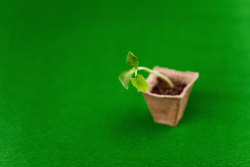 A sprout with three leaves in a peat pot.