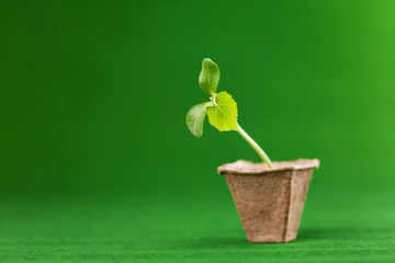 A sprout with three leaves in a peat pot.