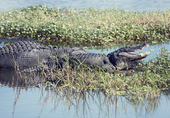 Two American Alligators