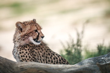 Side profile of a young Cheetah.
