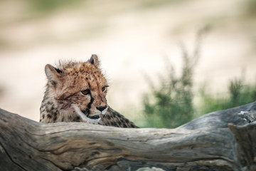 Side profile of a young Cheetah.