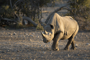 Rhinocéros noir dans le parc national d& 39 Etosha.