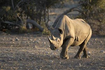 Crédence de cuisine en verre imprimé Rhinocéros Rhinocéros noir dans le parc national d& 39 Etosha.
